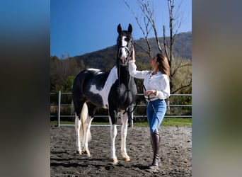 KWPN, Stallion, 3 years, 16,2 hh