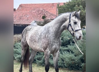 KWPN, Stallion, 3 years, 16,2 hh, Grey-Dapple
