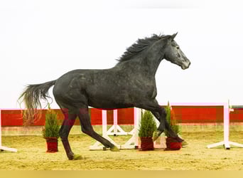 KWPN, Stallion, 3 years, 16,2 hh, Grey