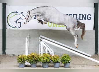 KWPN, Stallion, 3 years, 16,2 hh