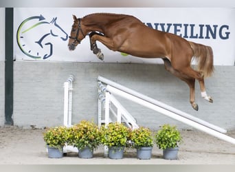 KWPN, Stallion, 3 years, 16,2 hh