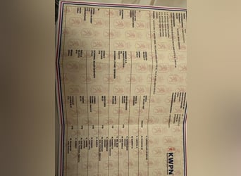 KWPN, Stallion, 3 years, 16,3 hh, Dun