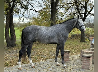 KWPN, Stallion, 3 years, 16,3 hh, Grey