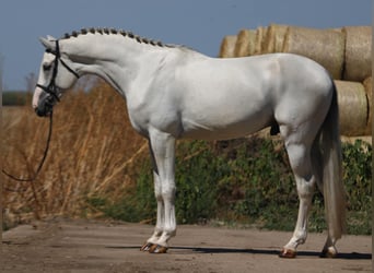 KWPN, Stallion, 3 years, 16,3 hh, Grey