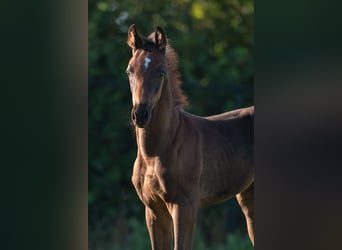 KWPN, Stallion, 3 years, 17.1 hh, Black