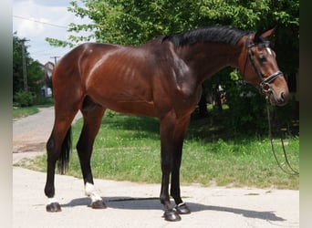 KWPN, Stallion, 3 years, 17,1 hh, Brown