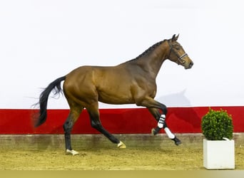 KWPN, Stallion, 3 years, 17,1 hh, Brown