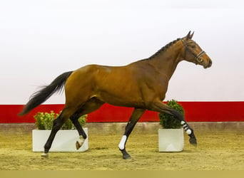 KWPN, Stallion, 3 years, 17,1 hh, Brown