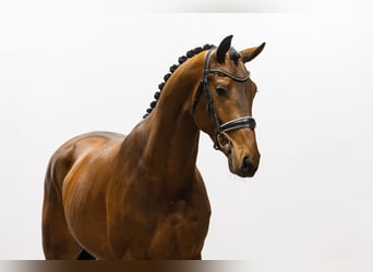 KWPN, Stallion, 3 years, 17,1 hh, Brown