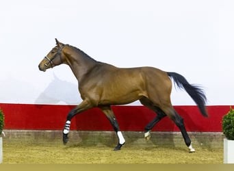 KWPN, Stallion, 3 years, 17,1 hh, Brown