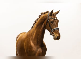 KWPN, Stallion, 3 years, 17,2 hh, Chestnut