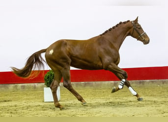 KWPN, Stallion, 3 years, 17,2 hh, Chestnut