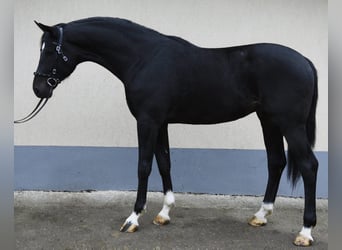 KWPN, Stallion, 3 years, 17 hh, Black