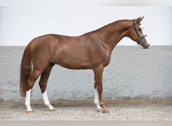 KWPN, Stallion, 3 years, 17 hh, Brown