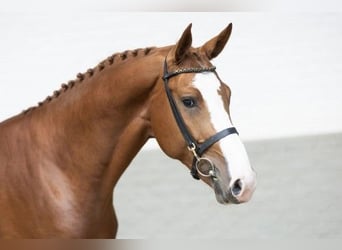 KWPN, Stallion, 3 years, 17 hh, Brown