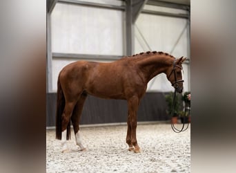KWPN, Stallion, 3 years, 17 hh, Chestnut