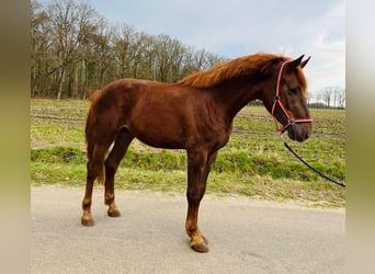 KWPN, Stallion, 3 years, 17 hh, Chestnut