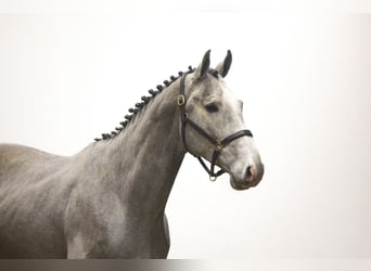 KWPN, Stallion, 3 years, 17 hh, Grey