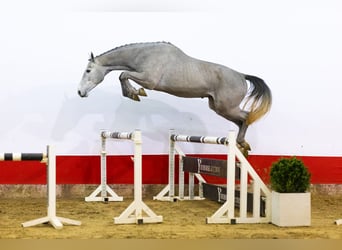KWPN, Stallion, 3 years, 17 hh, Grey