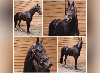 KWPN, Stallion, 3 years, Bay-Dark