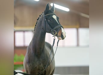 KWPN, Stallion, 3 years, Bay-Dark