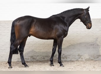 KWPN, Stallion, 3 years, Bay-Dark