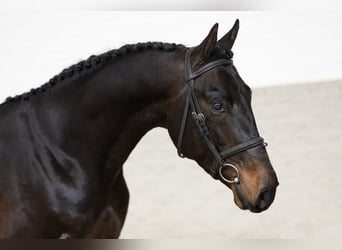 KWPN, Stallion, 3 years, Bay-Dark
