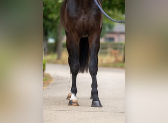 KWPN, Stallion, 3 years, Black