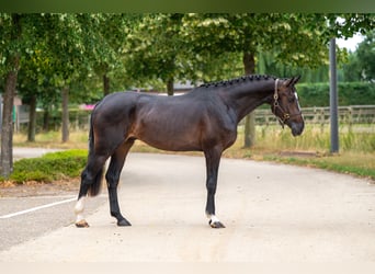 KWPN, Stallion, 3 years, Black