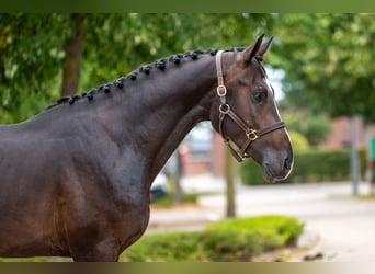 KWPN, Stallion, 3 years, Black