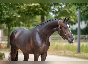 KWPN, Stallion, 3 years, Black