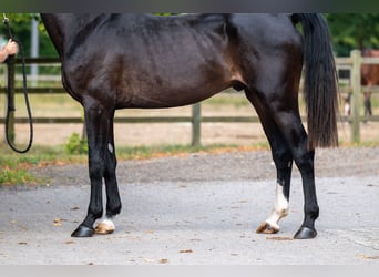 KWPN, Stallion, 3 years, Black