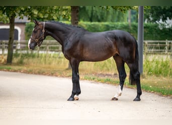 KWPN, Stallion, 3 years, Black
