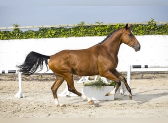 KWPN, Stallion, 3 years, Brown