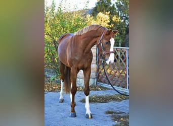 KWPN, Stallion, 3 years, Chestnut