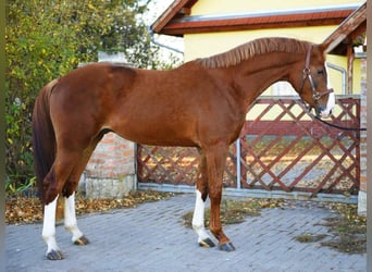 KWPN, Stallion, 3 years, Chestnut