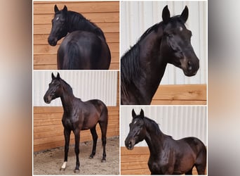 KWPN, Stallion, 3 years