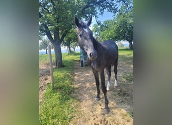 KWPN, Stallion, 3 years, Gray-Dapple