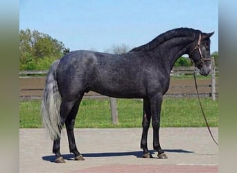 KWPN, Stallion, 3 years, Grey-Dark-Tan