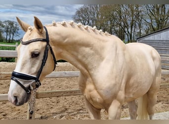 KWPN, Stallion, 3 years, Palomino