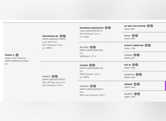 KWPN, Stallion, 4 years, 15.2 hh, Chestnut