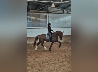 KWPN, Stallion, 4 years, 15.2 hh, Chestnut