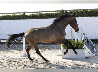 KWPN, Stallion, 4 years, 15,2 hh