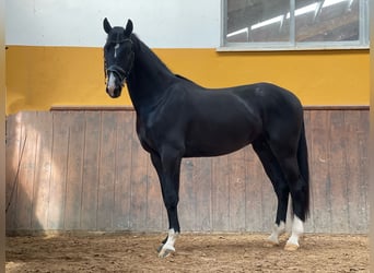 KWPN, Stallion, 4 years, 16.1 hh, Black