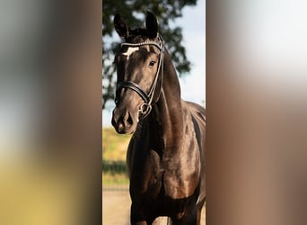 KWPN, Stallion, 4 years, 16,1 hh, Black