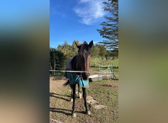 KWPN, Stallion, 4 years, 16.1 hh, Brown