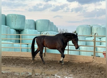 KWPN, Stallion, 4 years, 16.1 hh, Brown