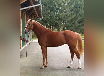 KWPN, Stallion, 4 years, 16.1 hh, Chestnut-Red