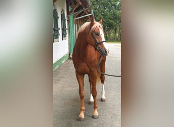 KWPN, Stallion, 4 years, 16.1 hh, Chestnut-Red