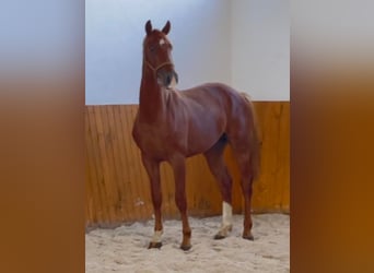 KWPN, Stallion, 4 years, 16.1 hh, Chestnut-Red